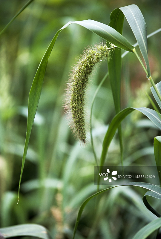 草地花卉图片素材