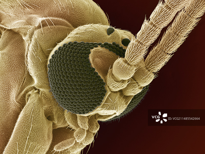 真菌蚊头部扫描电镜照片图片素材