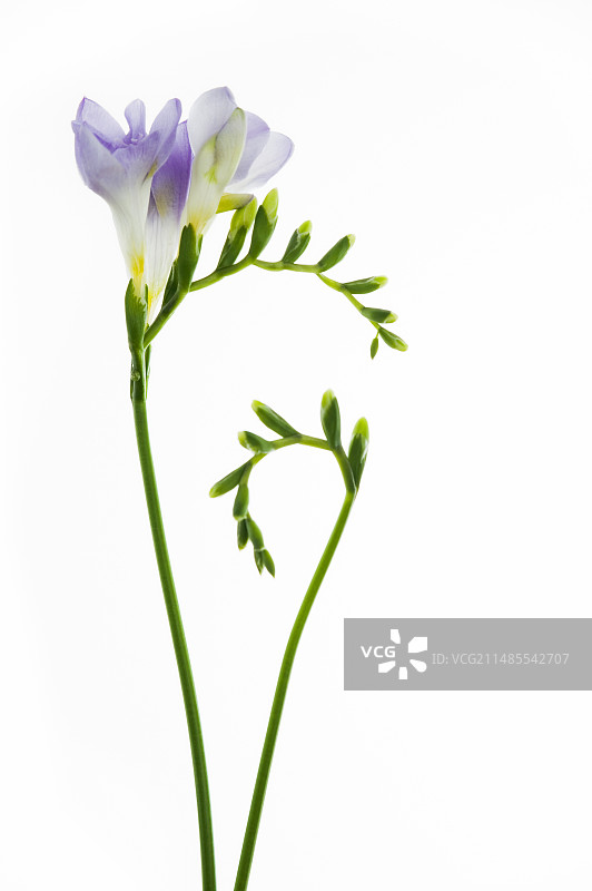 小苍兰图片素材