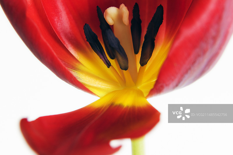 郁金香的生殖结构图片素材