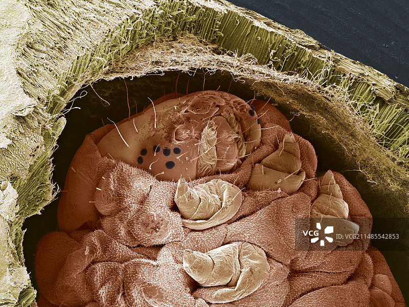 墨西哥跳豆蛾幼虫扫描电镜图图片素材