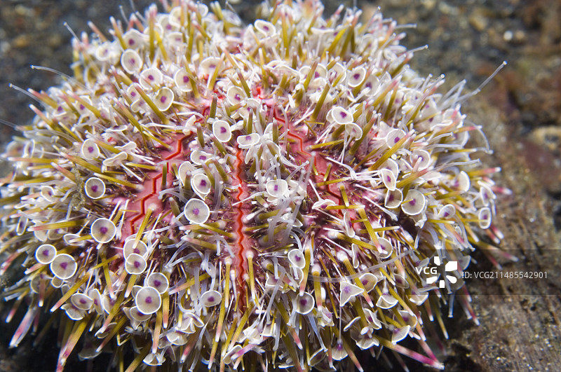 花海胆图片素材