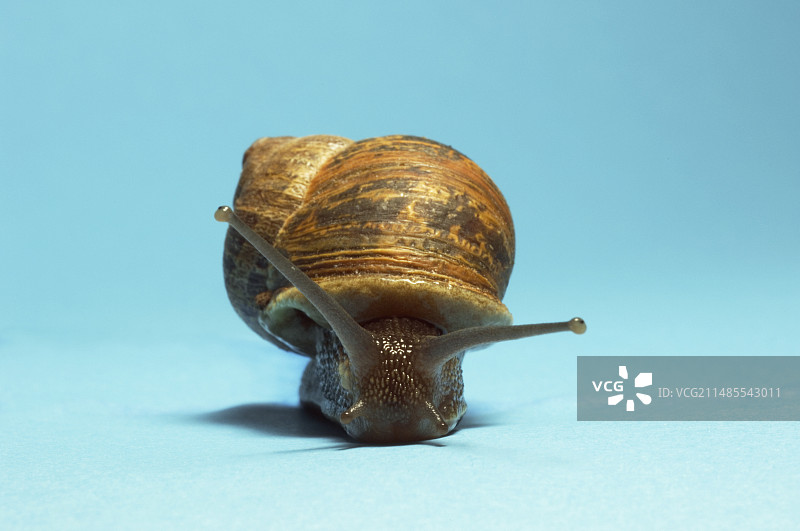 花园蜗牛图片素材