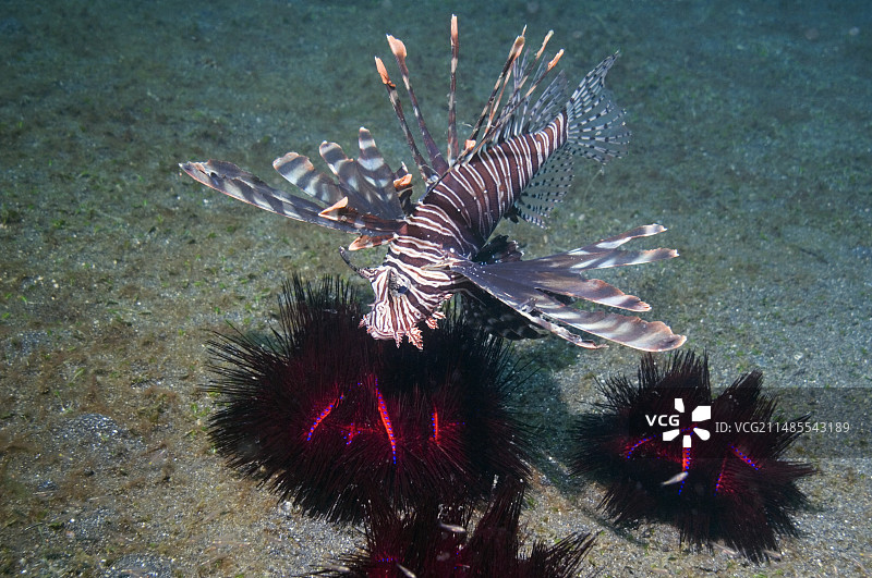 狮子鱼图片素材