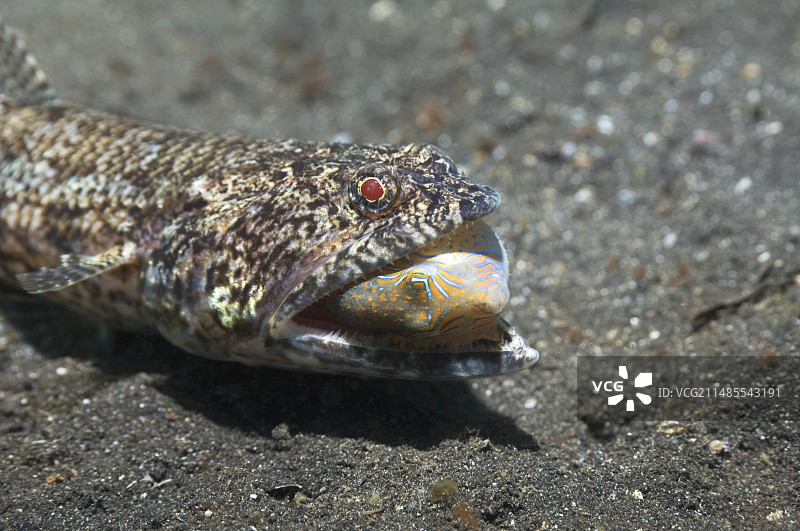 捕食中的蜥鱼图片素材