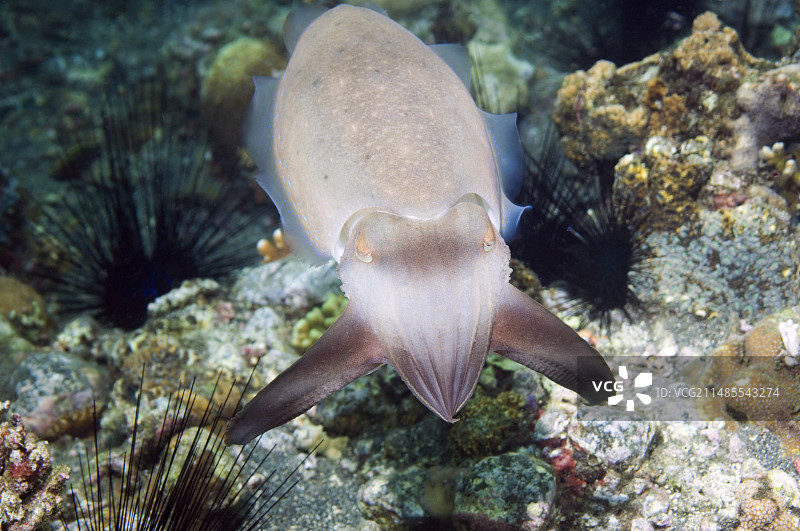 宽鳍乌贼图片素材