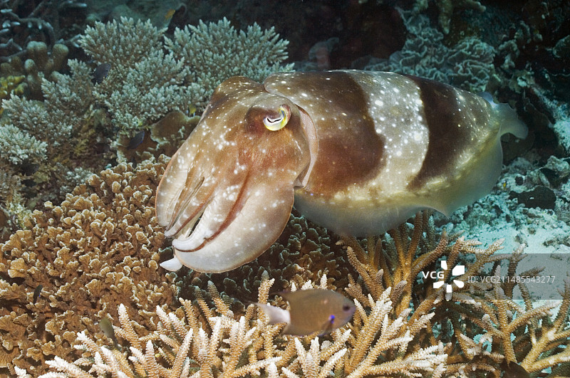 宽鳍乌贼图片素材