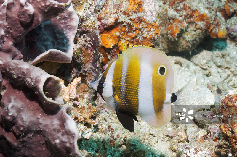 橙带蝴蝶鱼图片素材