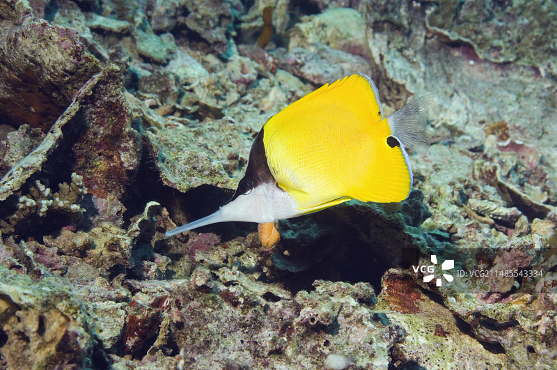 长鼻蝶鱼图片素材