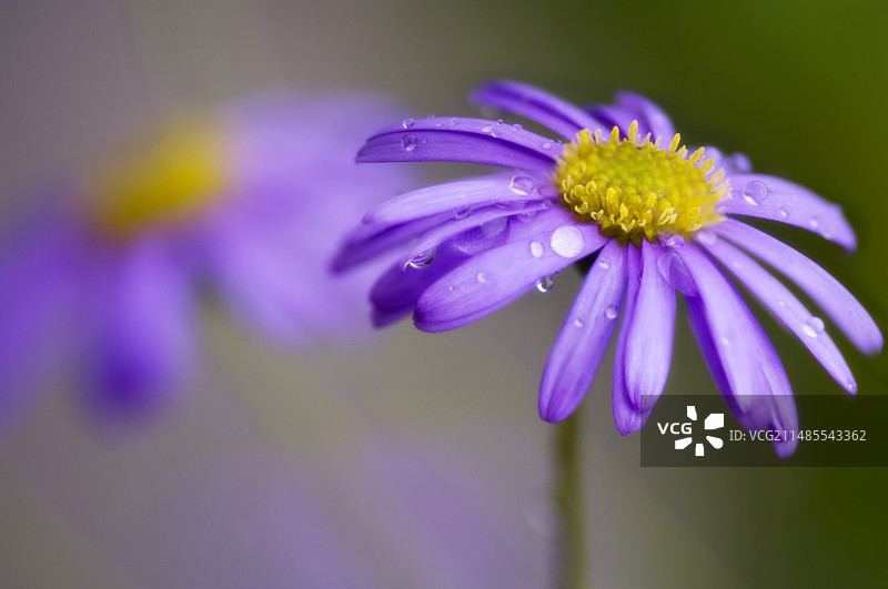 天鹅河雏菊图片素材