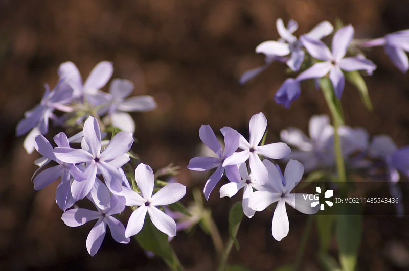 野生蓝色福禄考图片素材