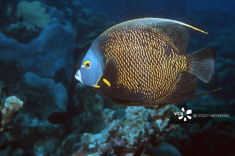 法国神仙鱼图片素材