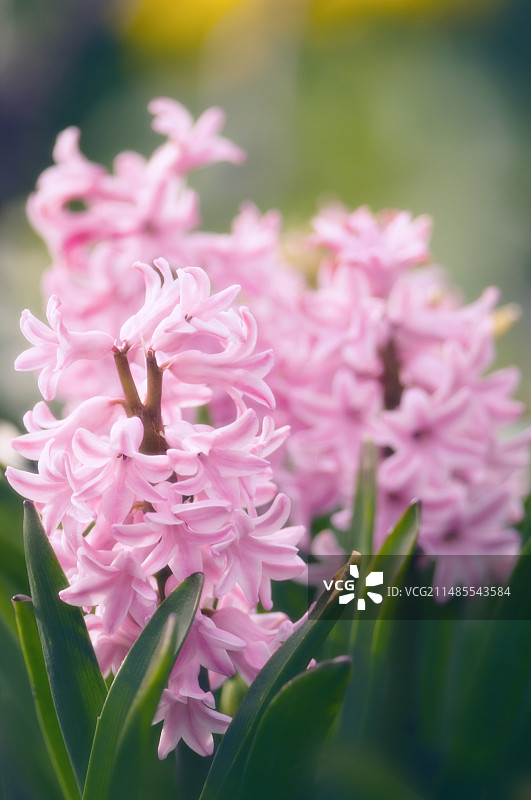 风信子图片素材