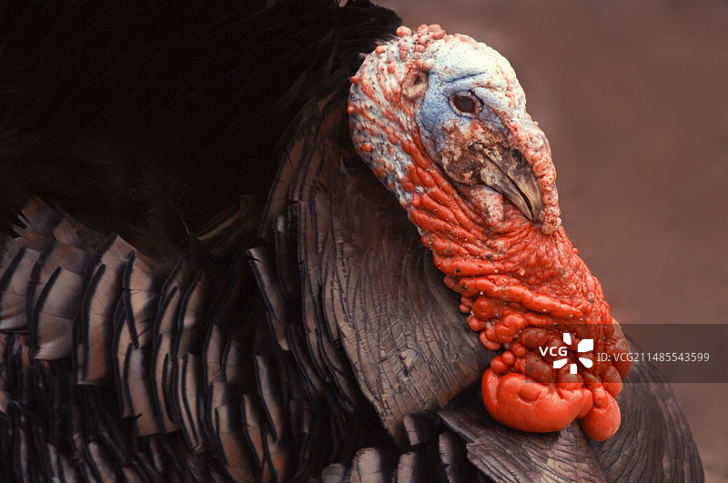雄性家火鸡图片素材