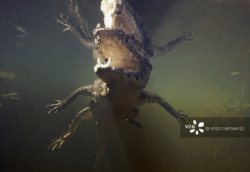 凯门鳄图片素材