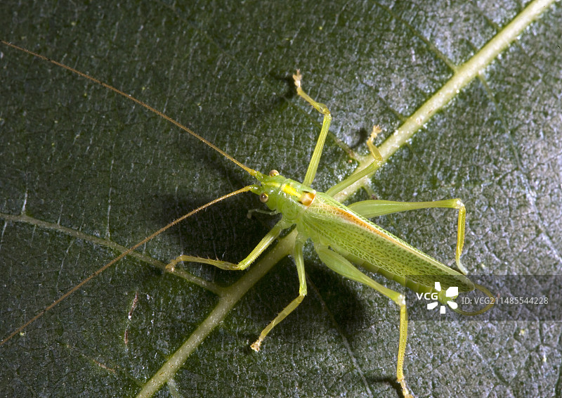 雄性灌木蟋蟀图片素材