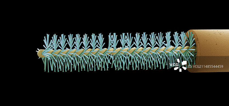 牙间刷，扫描电子显微镜图片素材
