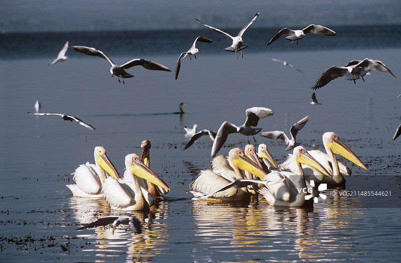 大白鹈鹕图片素材