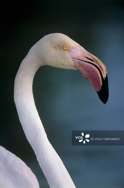 大红鹳图片素材