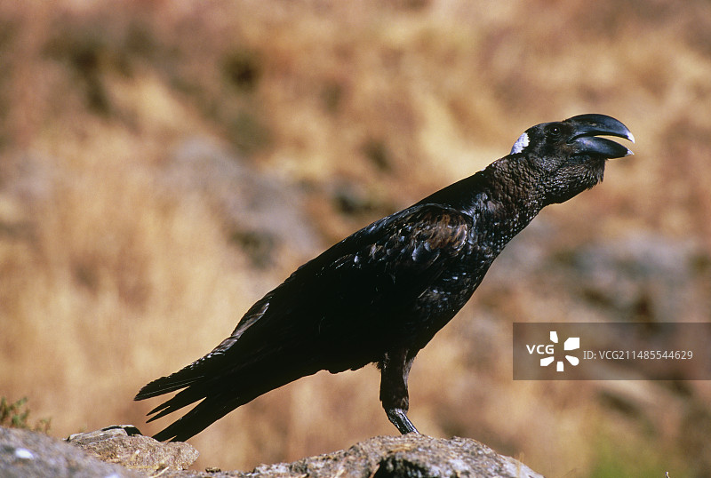 厚嘴渡鸦图片素材