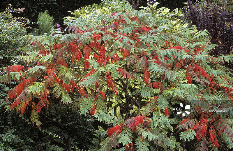 火炬漆树图片素材