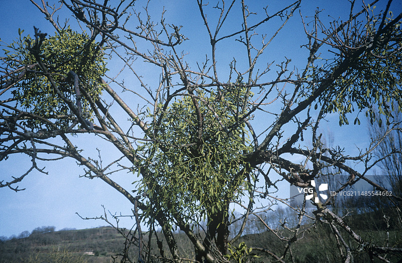 树上的槲寄生图片素材