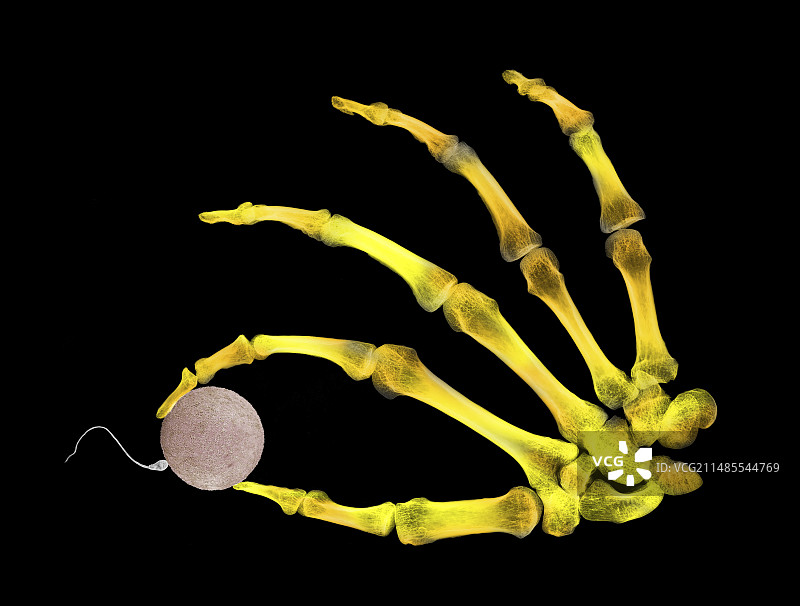 骨骼手握住的受精卵图片素材