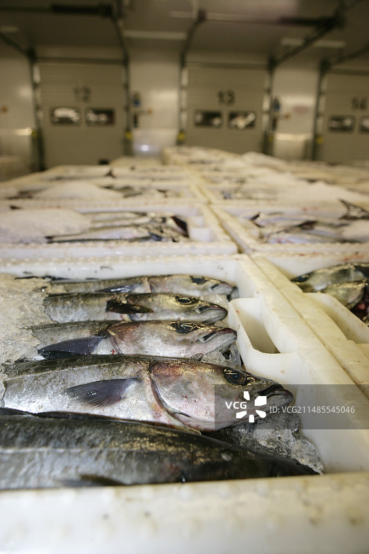 新鲜捕获的黑线鳕图片素材