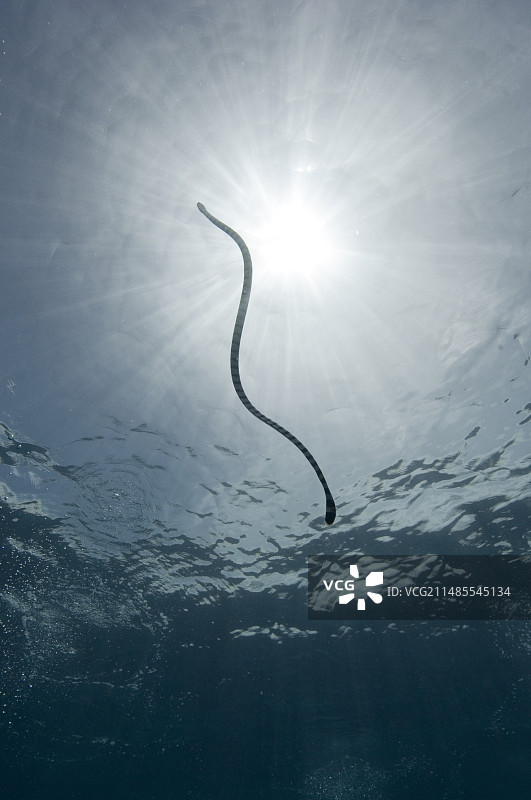 海环蛇图片素材