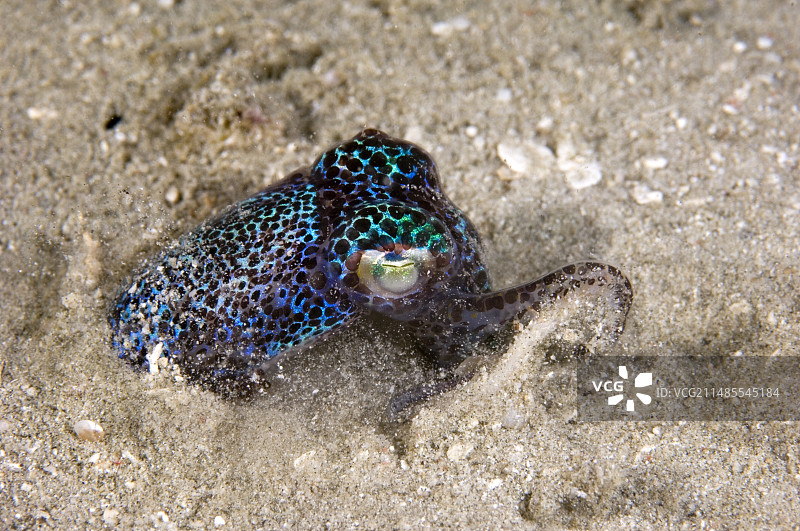 埋在沙中的短尾鱿鱼图片素材