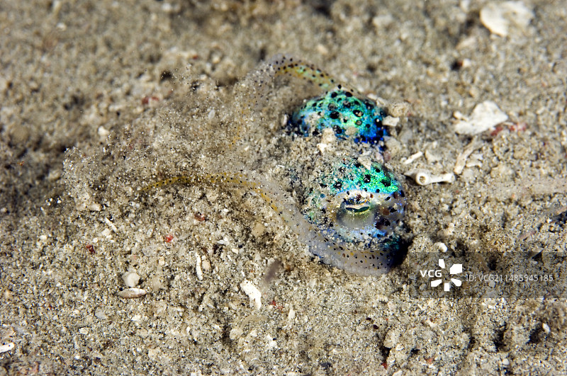 埋在沙中的短尾鱿鱼图片素材