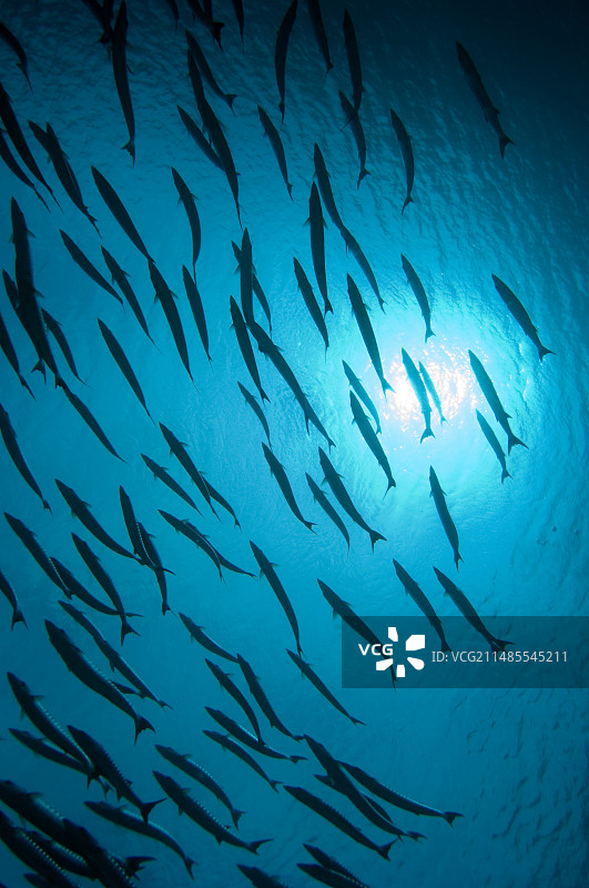 海狼鱼图片素材