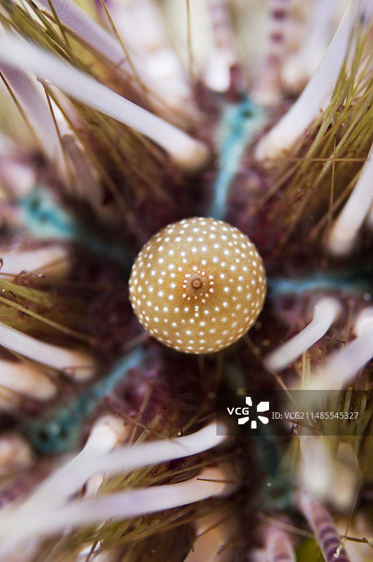 双棘海胆的肛门囊图片素材