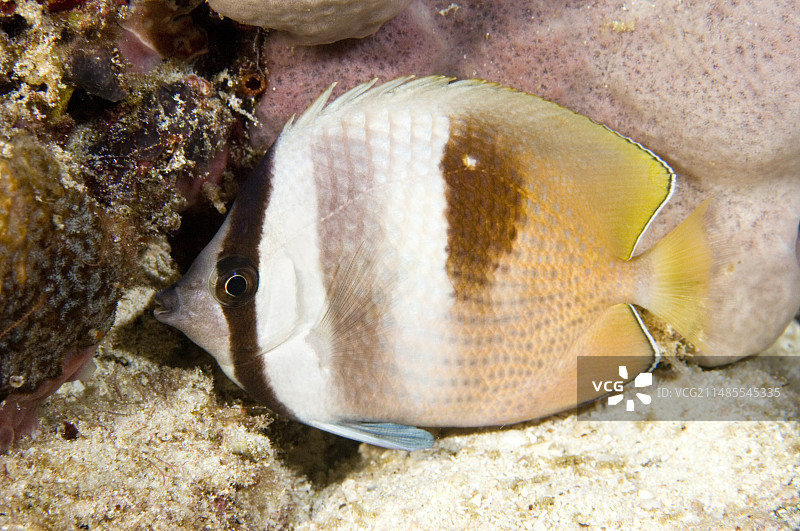 睡觉的蝴蝶鱼图片素材