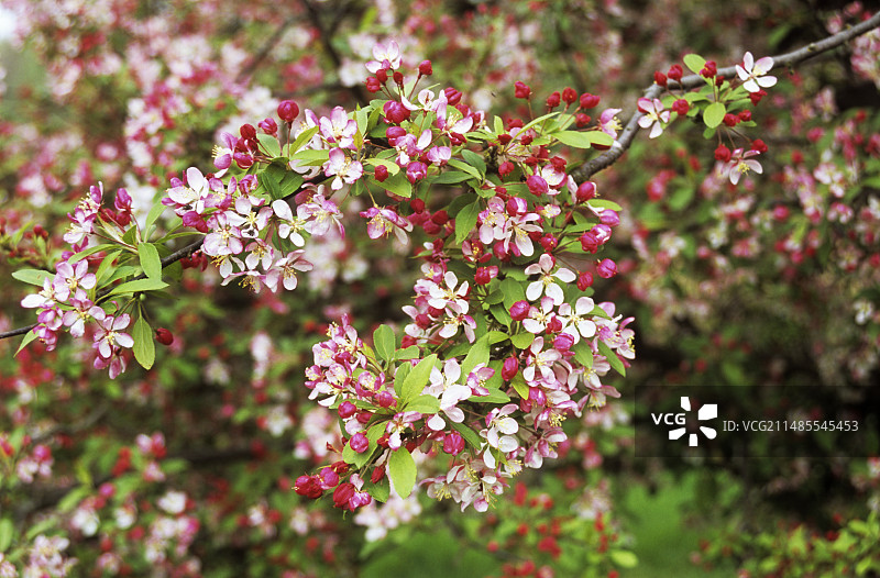 苹果花图片素材
