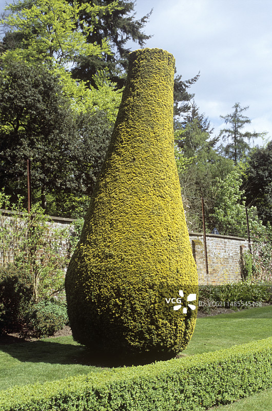 植物造型灌木图片素材