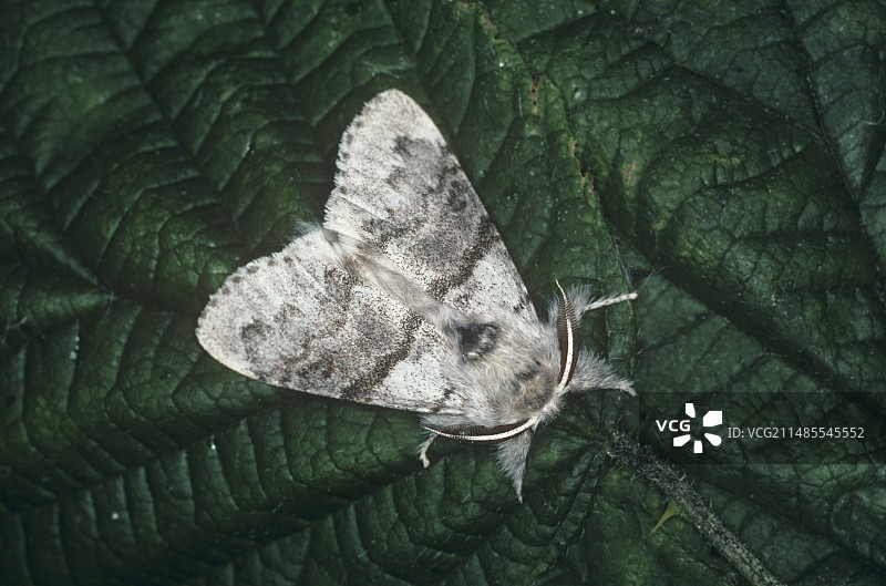 淡色枯叶蛾图片素材