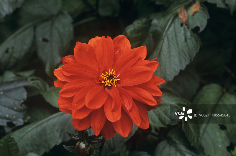 大丽花 (大丽花 ‘掷弹兵’)图片素材