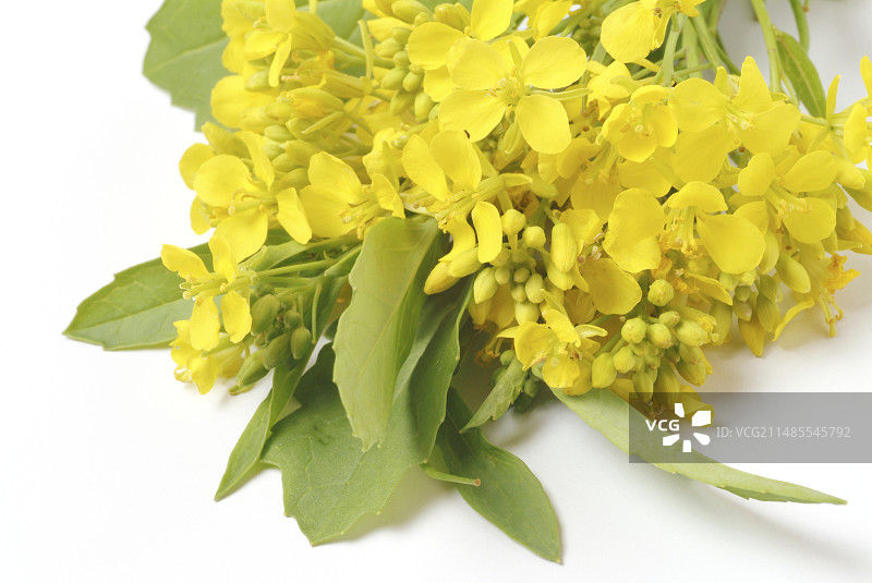 黑芥菜（Brassica nigra）图片素材