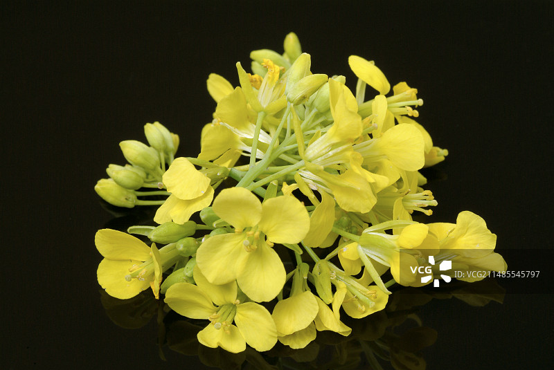 黑芥菜（Brassica nigra）图片素材