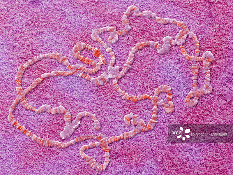 巨型染色体，扫描电子显微镜图片素材