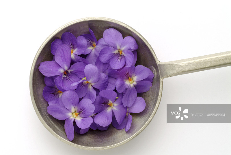 香堇菜图片素材