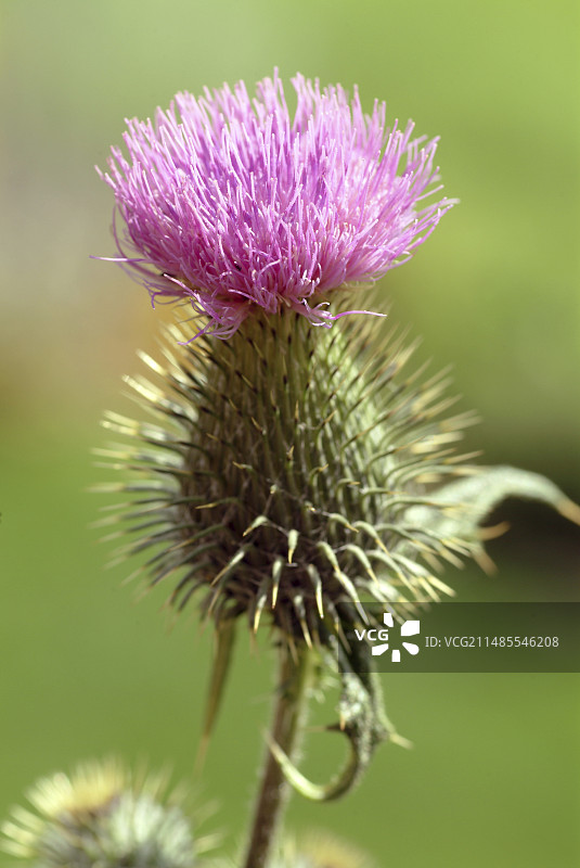 棉蓟图片素材