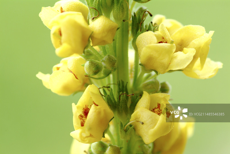 深色毛蕊花图片素材