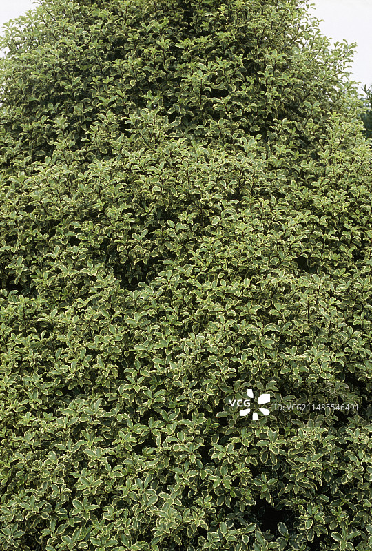 温德尔香农海桐图片素材