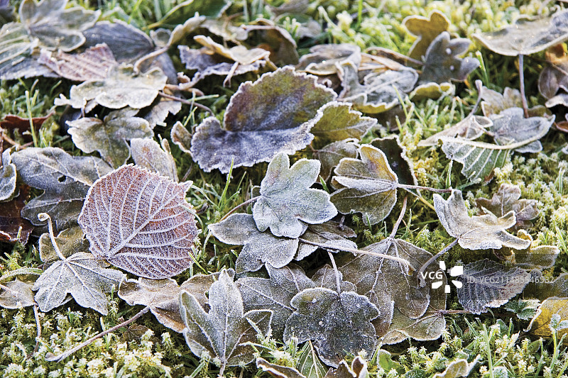 树叶上的霜图片素材