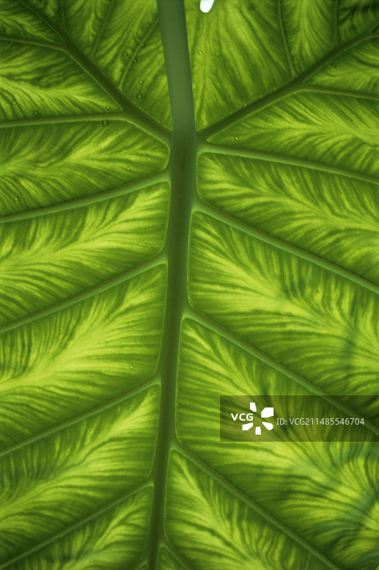 印度芋叶图片素材