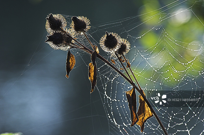 小牛蒡图片素材