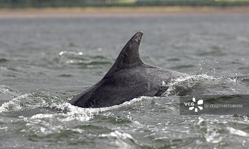 宽吻海豚图片素材