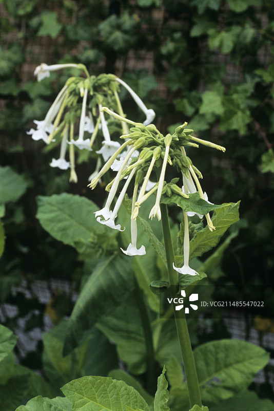 林地烟草图片素材